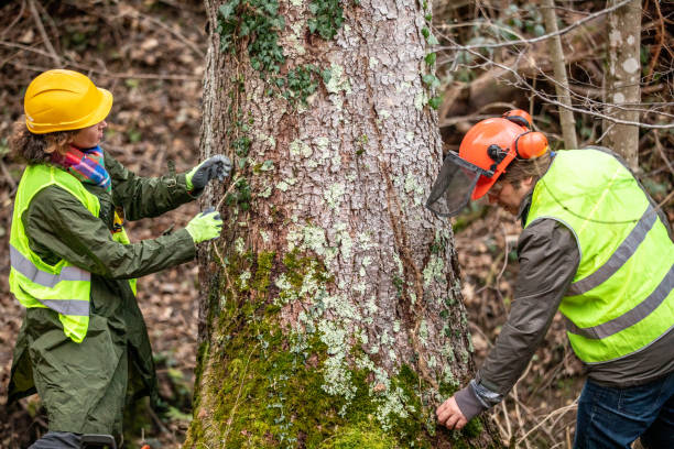 East Flat Rock, NC Tree Removal Services Company