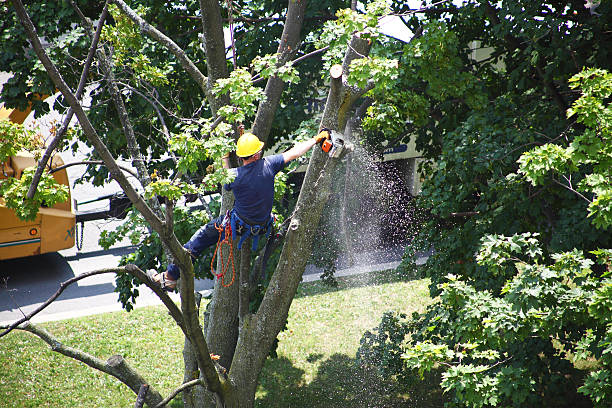 How Our Tree Care Process Works  in  East Flat Rock, NC